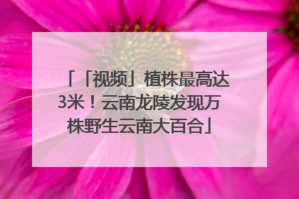 「视频」植株最高达3米！云南龙陵发现万株野生云南大百合