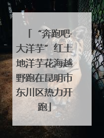 “奔跑吧·大洋芋”红土地洋芋花海越野跑在昆明市东川区热力开跑
