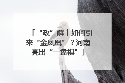 “政”解丨如何引来“金凤凰”？河南亮出“一盘棋”