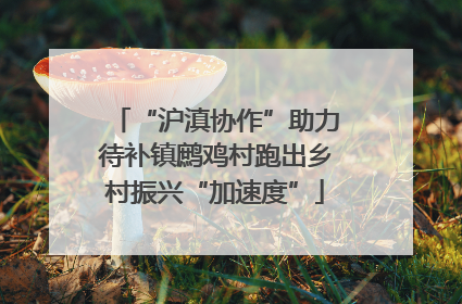 “沪滇协作”助力待补镇鹧鸡村跑出乡村振兴“加速度”
