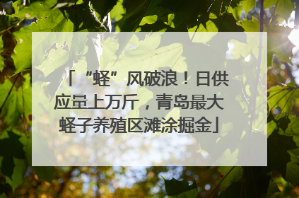“蛏”风破浪！日供应量上万斤，青岛最大蛏子养殖区滩涂掘金
