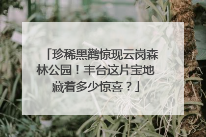 珍稀黑鹳惊现云岗森林公园！丰台这片宝地藏着多少惊喜？