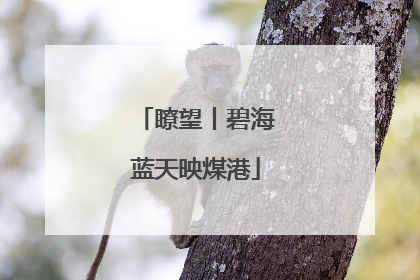 瞭望丨碧海蓝天映煤港
