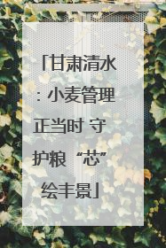 甘肃清水：小麦管理正当时 守护粮“芯”绘丰景