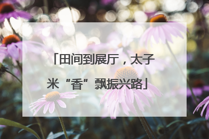 田间到展厅，太子米“香”飘振兴路