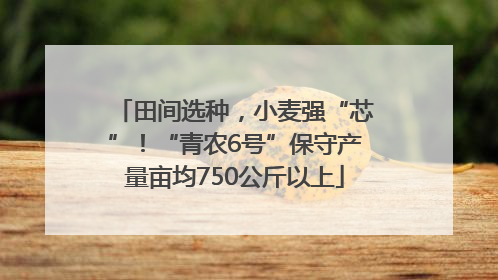 田间选种，小麦强“芯”！“青农6号”保守产量亩均750公斤以上