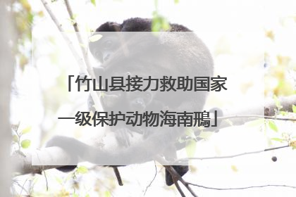 竹山县接力救助国家一级保护动物海南鳽