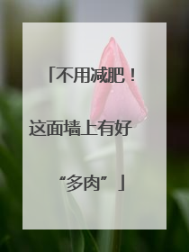 不用减肥！这面墙上有好“多肉”
