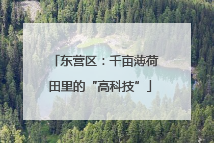 东营区：千亩薄荷田里的“高科技”