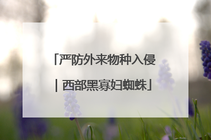 严防外来物种入侵｜西部黑寡妇蜘蛛