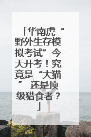 华南虎“野外生存模拟考试”今天开考！究竟是“大猫” 还是顶级猎食者？