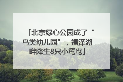 北京绿心公园成了“鸟类幼儿园”，福泽湖畔降生8只小鸳鸯