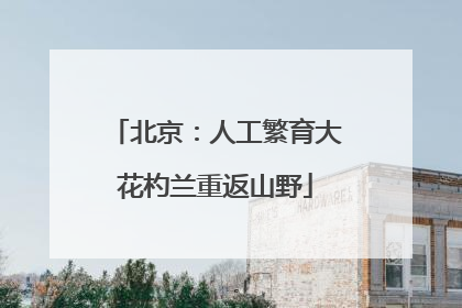 北京：人工繁育大花杓兰重返山野