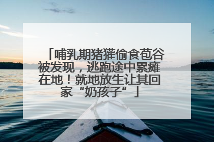 哺乳期猪獾偷食苞谷被发现，逃跑途中累瘫在地！就地放生让其回家“奶孩子”