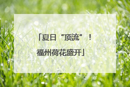 夏日“顶流”！福州荷花盛开