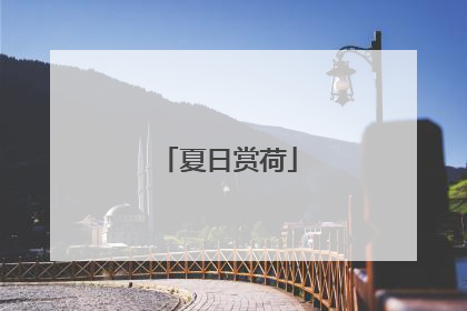 夏日赏荷