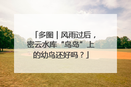 多图｜风雨过后，密云水库“鸟岛”上的幼鸟还好吗？