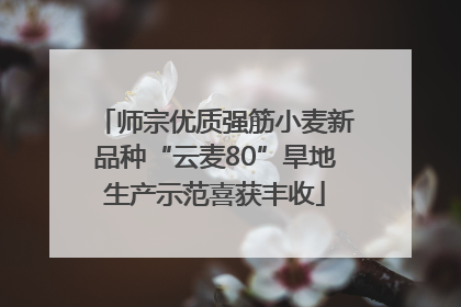 师宗优质强筋小麦新品种“云麦80”旱地生产示范喜获丰收