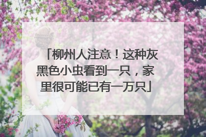 柳州人注意！这种灰黑色小虫看到一只，家里很可能已有一万只