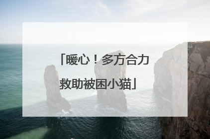 暖心！多方合力救助被困小猫