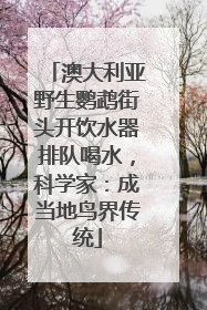 澳大利亚野生鹦鹉街头开饮水器排队喝水，科学家：成当地鸟界传统