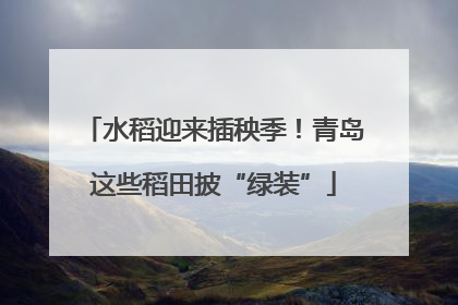 水稻迎来插秧季！青岛这些稻田披“绿装”