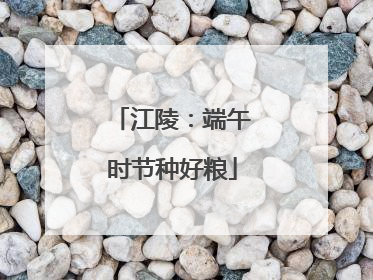 江陵：端午时节种好粮