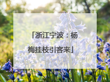 浙江宁波：杨梅挂枝引客来