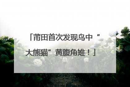 莆田首次发现鸟中“大熊猫”黄腹角雉！