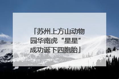 苏州上方山动物园华南虎“星星”成功诞下四胞胎