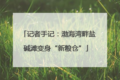 记者手记：渤海湾畔盐碱滩变身“新粮仓”