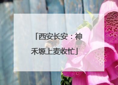 西安长安：神禾塬上麦收忙