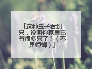 这种虫子看到一只，说明你家里已有很多只了！（不是蟑螂）