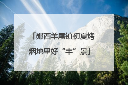 郧西羊尾镇初夏烤烟地里好“丰”景