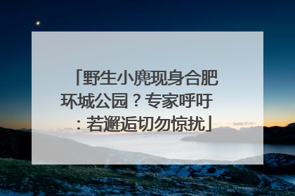 野生小麂现身合肥环城公园？专家呼吁：若邂逅切勿惊扰