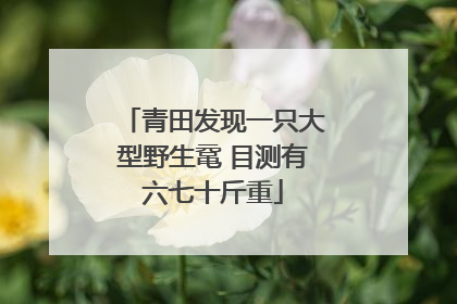 青田发现一只大型野生鼋 目测有六七十斤重