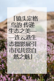 镜头定格鸟韵 传递生态之美——连云港生态摄影展引市民共赏自然之魅