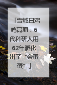 雪域白鸡鸣高原：6代科研人用62年孵化出了“金蛋蛋”