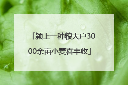 颍上一种粮大户3000余亩小麦喜丰收