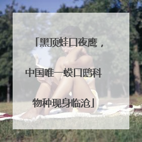 黑顶蛙口夜鹰，中国唯一蟆口鸱科物种现身临沧