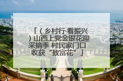 （乡村行·看振兴）山西上党金银花迎采摘季 村民家门口收获“致富花”